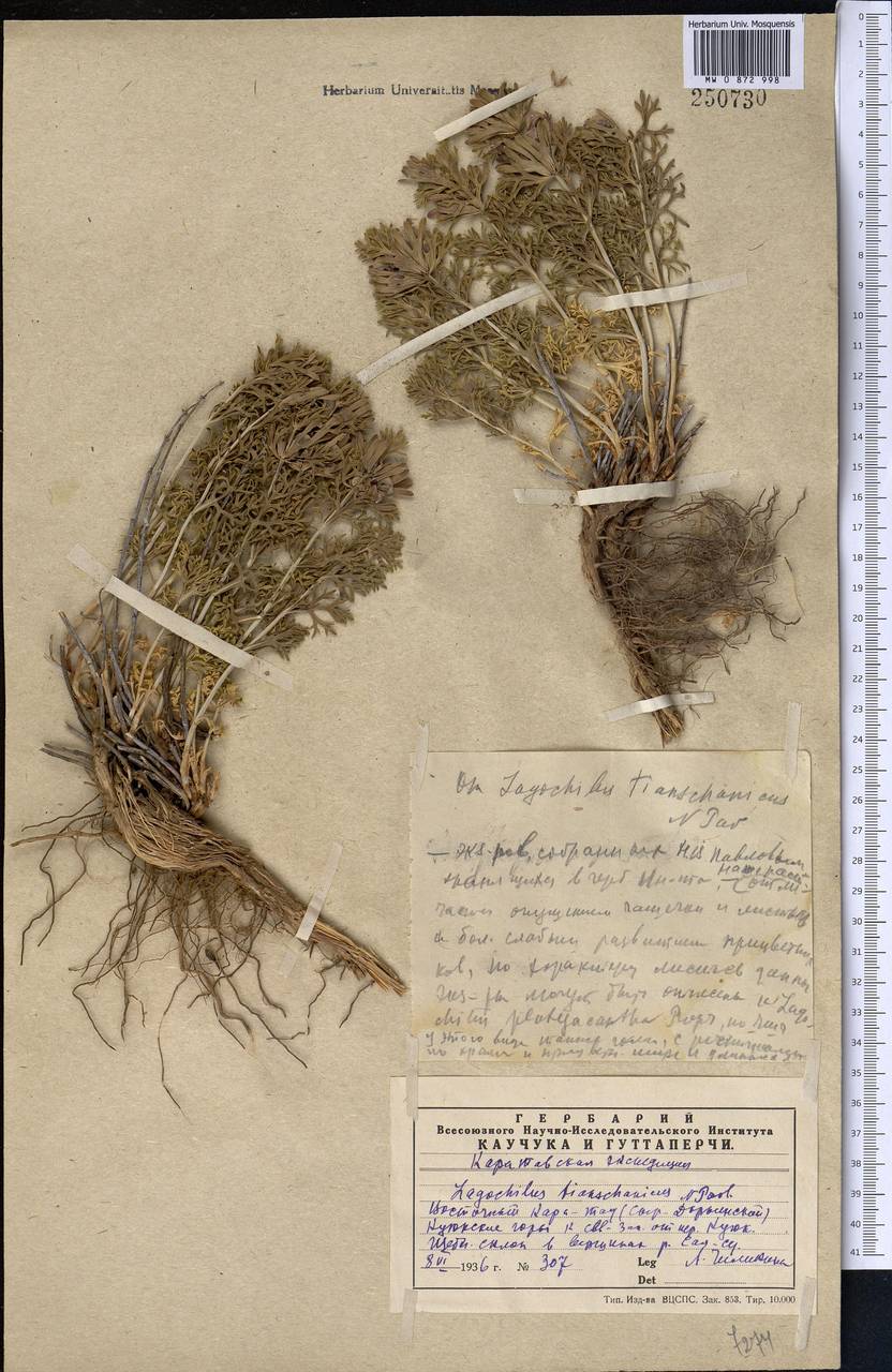 Lagochilus occultiflorus, Middle Asia, Western Tian Shan & Karatau (M3) (Kazakhstan)