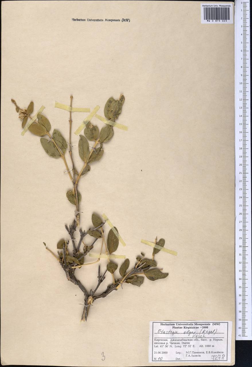 Moluccella olgae (Regel) Ryding, Middle Asia, Western Tian Shan & Karatau (M3) (Kyrgyzstan)