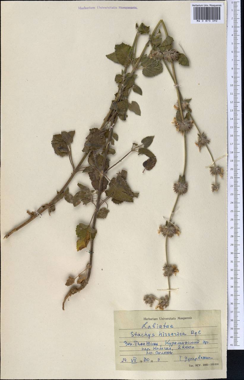 Stachys hissarica Regel, Middle Asia, Western Tian Shan & Karatau (M3) (Uzbekistan)