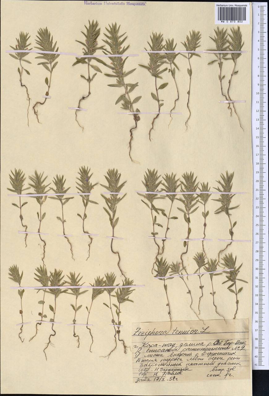 Ziziphora tenuior L., Middle Asia, Western Tian Shan & Karatau (M3) (Kazakhstan)