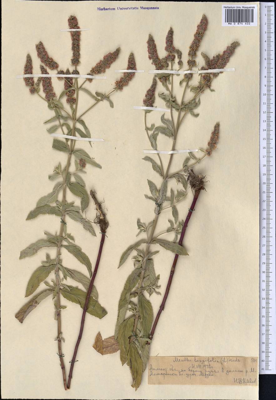 Mentha longifolia var. asiatica (Boriss.) Rech.f., Middle Asia, Northern & Central Tian Shan (M4) (Kazakhstan)