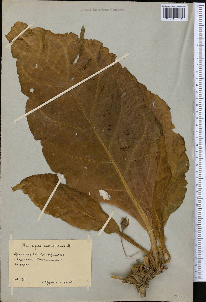 Mandragora turcomanica Mizgir., Middle Asia, Kopet Dag, Badkhyz, Small & Great Balkhan (M1) (Turkmenistan)