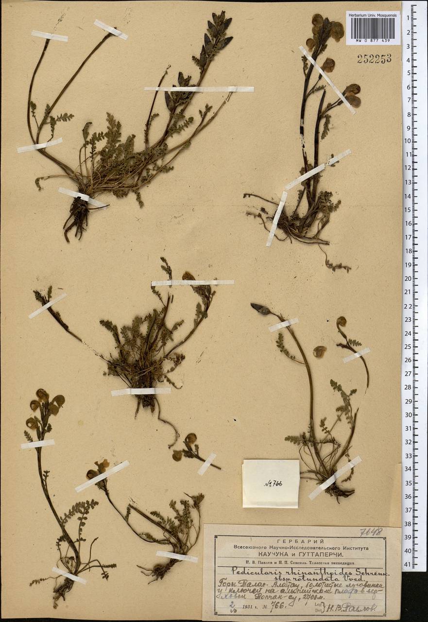 Pedicularis rhinanthoides subsp. rotundata Vved., Middle Asia, Western Tian Shan & Karatau (M3) (Kazakhstan)