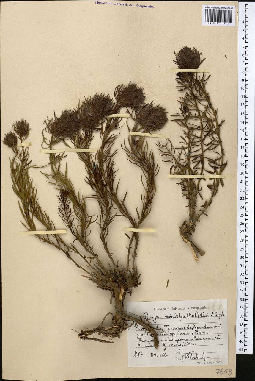 Bungea vesiculifera (Herd.) Pavl. & Lipsch., Middle Asia, Western Tian Shan & Karatau (M3) (Uzbekistan)