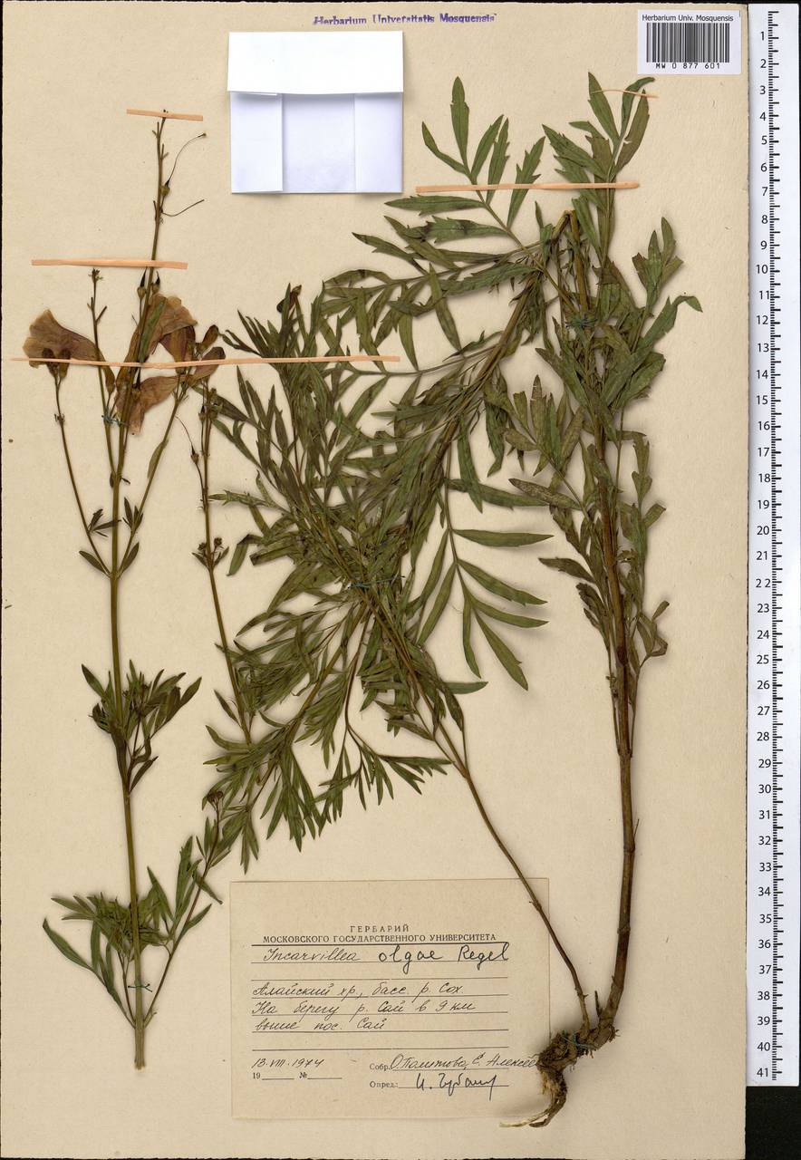 Incarvillea olgae Regel, Middle Asia, Pamir & Pamiro-Alai (M2) (Kyrgyzstan)