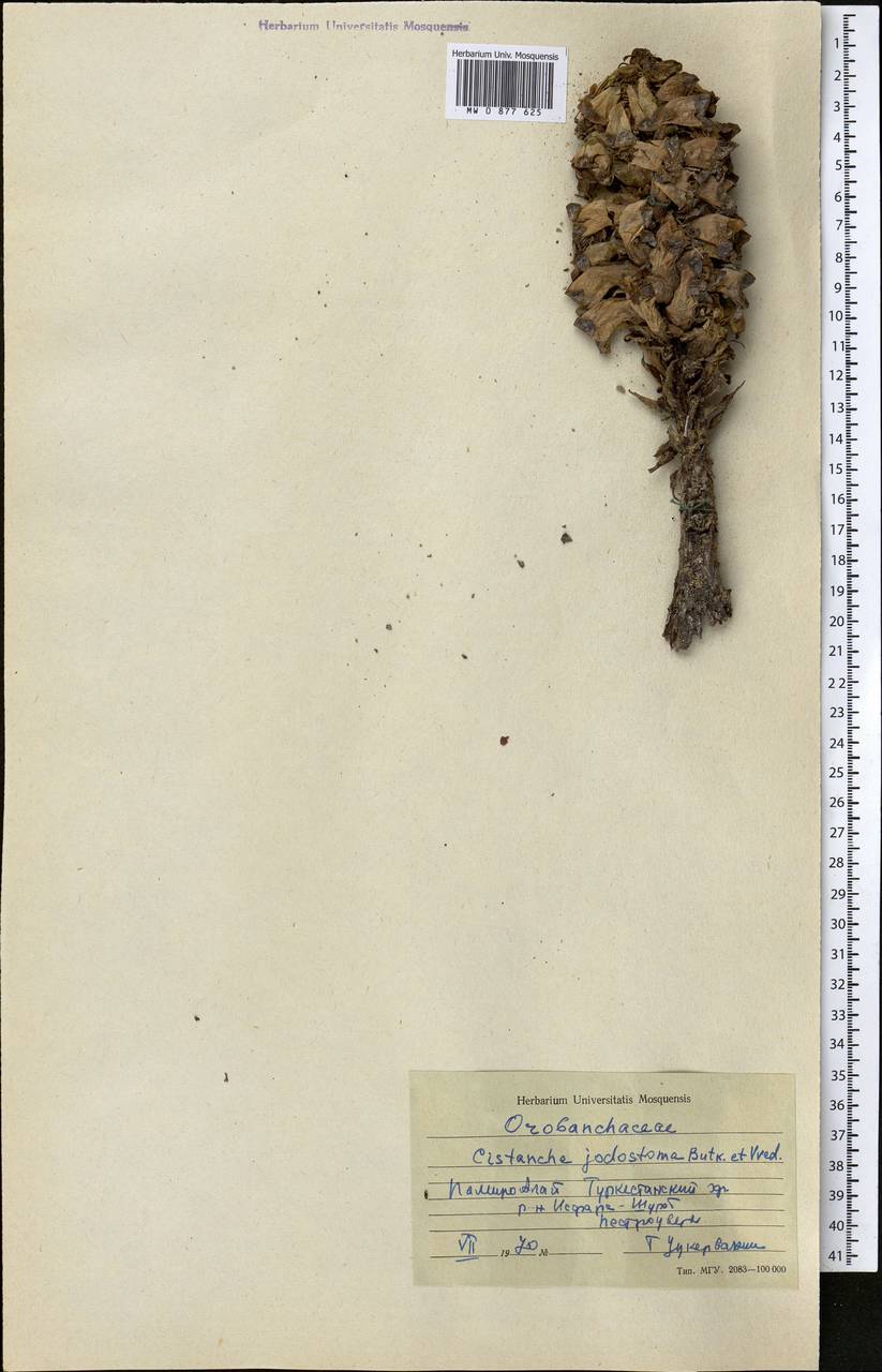 Cistanche salsa (C. A. Mey.) G. Beck, Middle Asia, Pamir & Pamiro-Alai (M2) (Tajikistan)