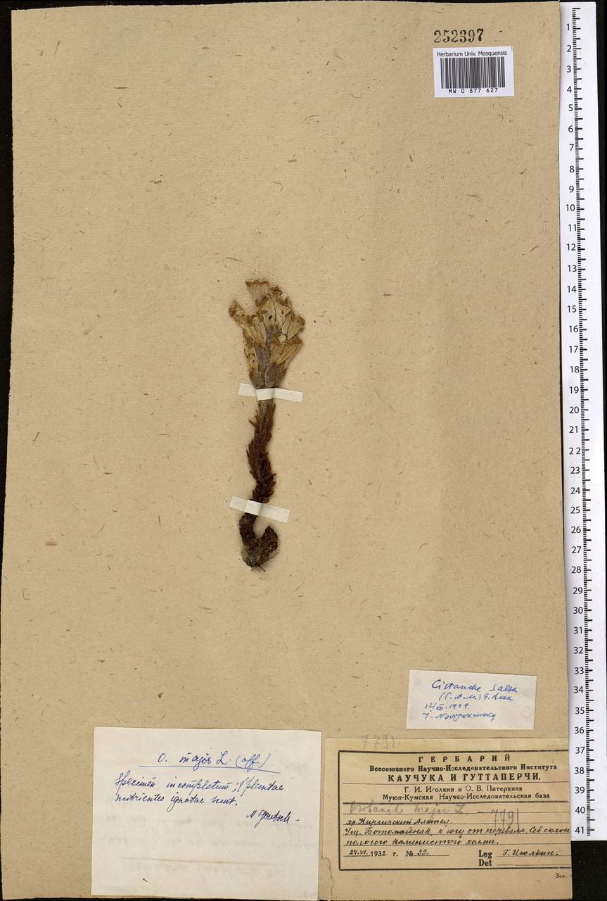 Cistanche salsa (C.A.Mey.) Beck, Middle Asia, Western Tian Shan & Karatau (M3) (Kazakhstan)