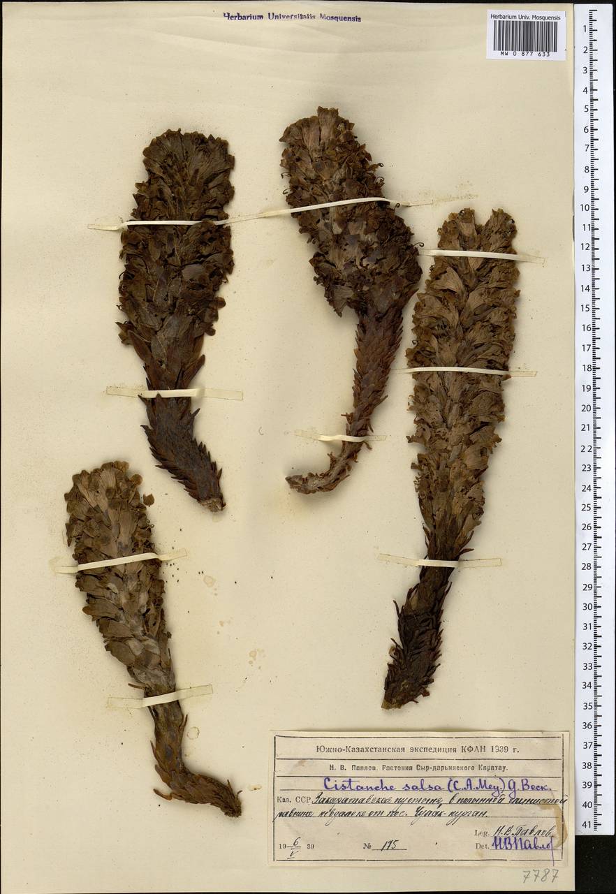 Cistanche salsa (C. A. Mey.) G. Beck, Middle Asia, Muyunkumy, Balkhash & Betpak-Dala (M9) (Kazakhstan)