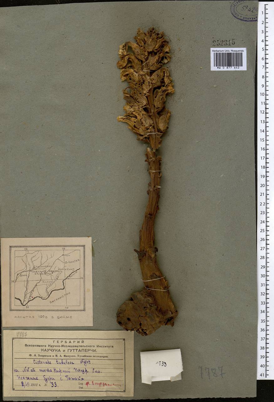 Cistanche mongolica Beck, Middle Asia, Pamir & Pamiro-Alai (M2) (Tajikistan)