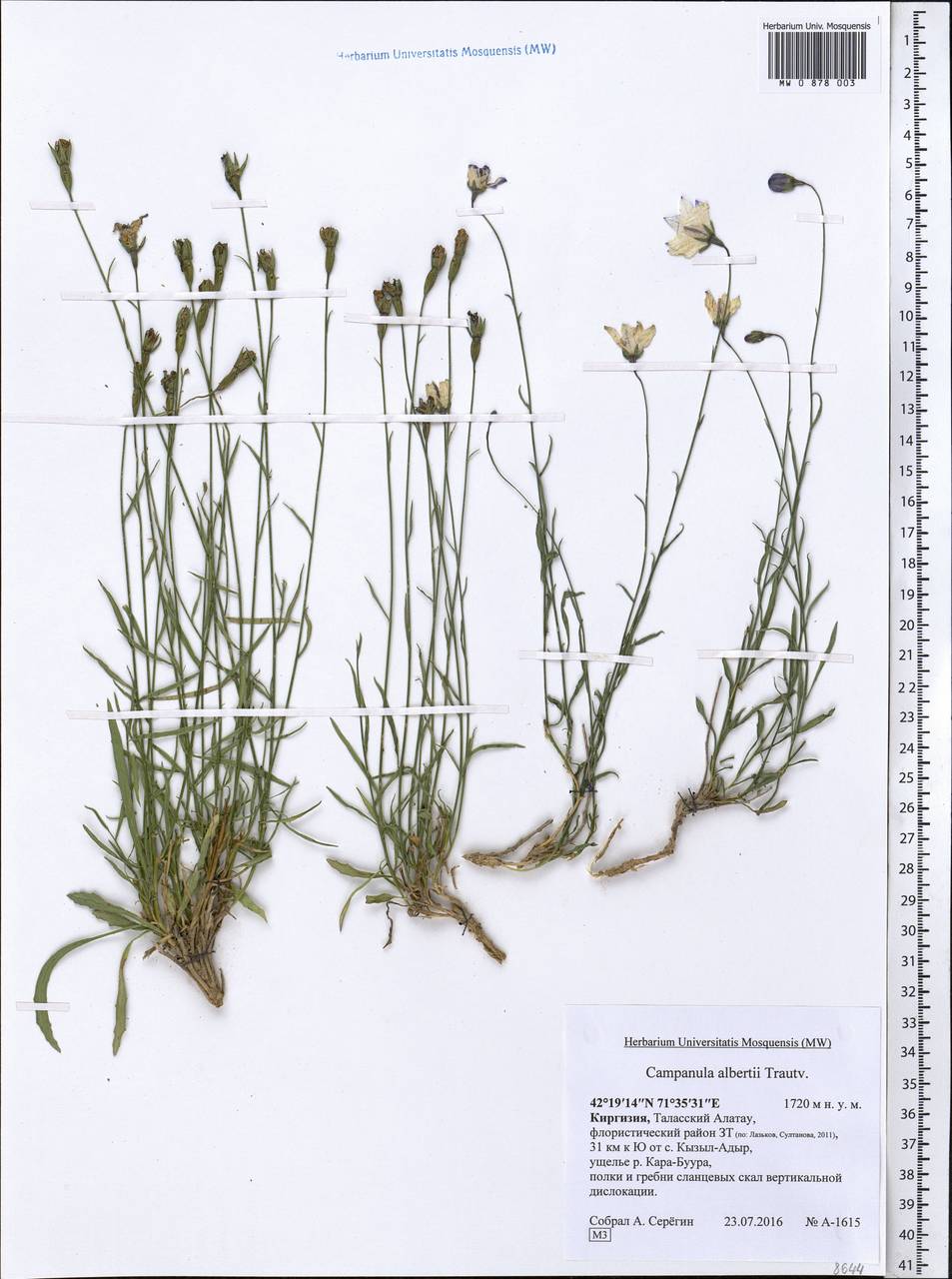 Campanula albertii Trautv., Middle Asia, Western Tian Shan & Karatau (M3) (Kyrgyzstan)