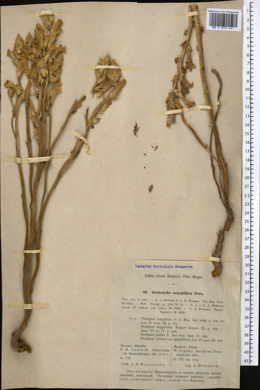 Phelipanche aegyptiaca (Pers.) Pomel, Middle Asia, Karakum (M6) (Turkmenistan)