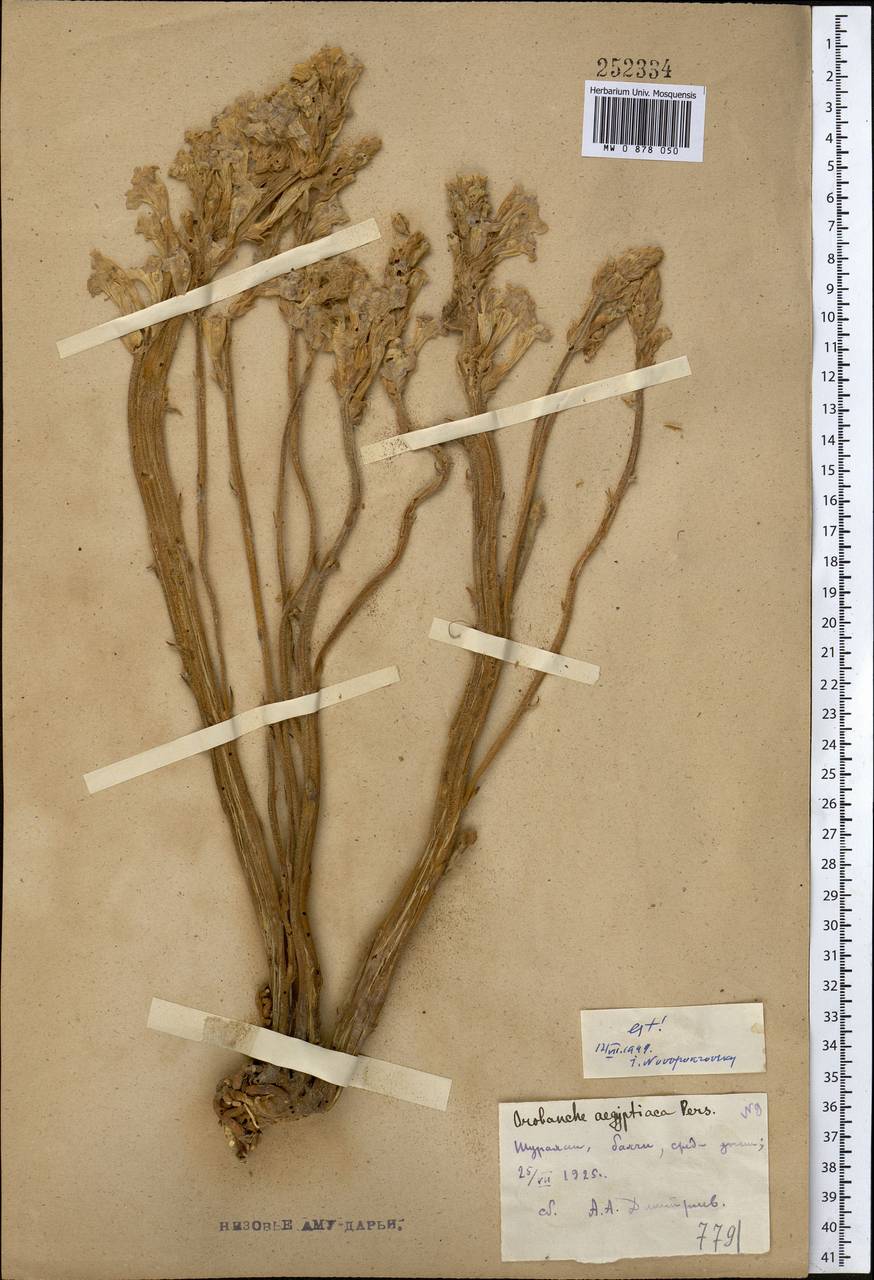 Phelipanche aegyptiaca (Pers.) Pomel, Middle Asia, Syr-Darian deserts & Kyzylkum (M7) (Uzbekistan)