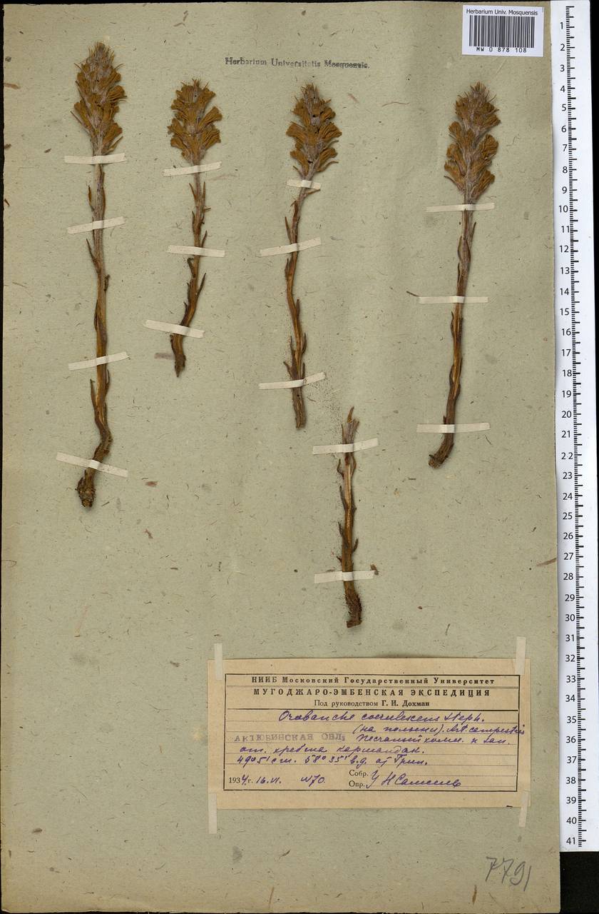 Orobanche coerulescens Stephan, Middle Asia, Caspian Ustyurt & Northern Aralia (M8) (Kazakhstan)