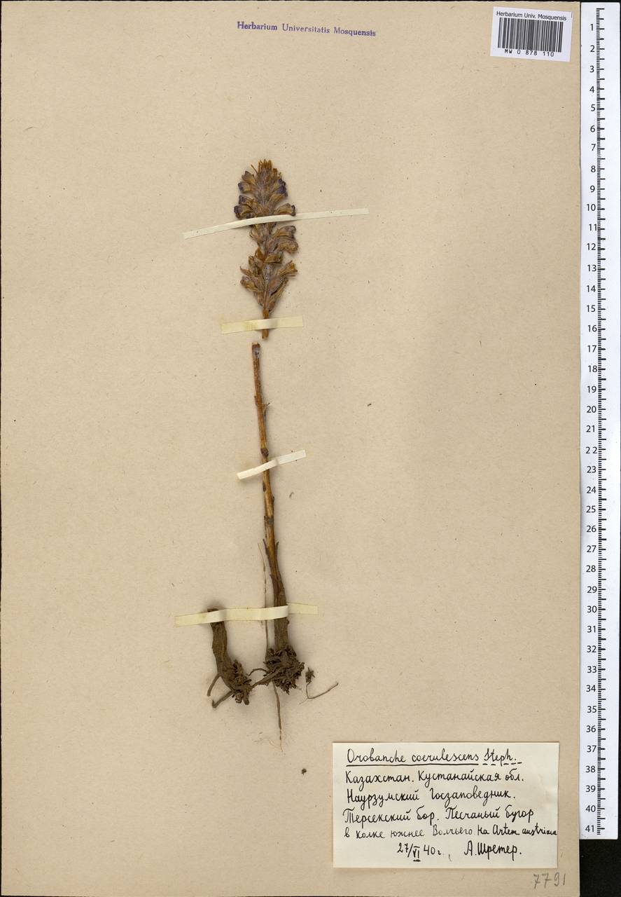 Orobanche coerulescens Stephan, Middle Asia, Northern & Central Kazakhstan (M10) (Kazakhstan)