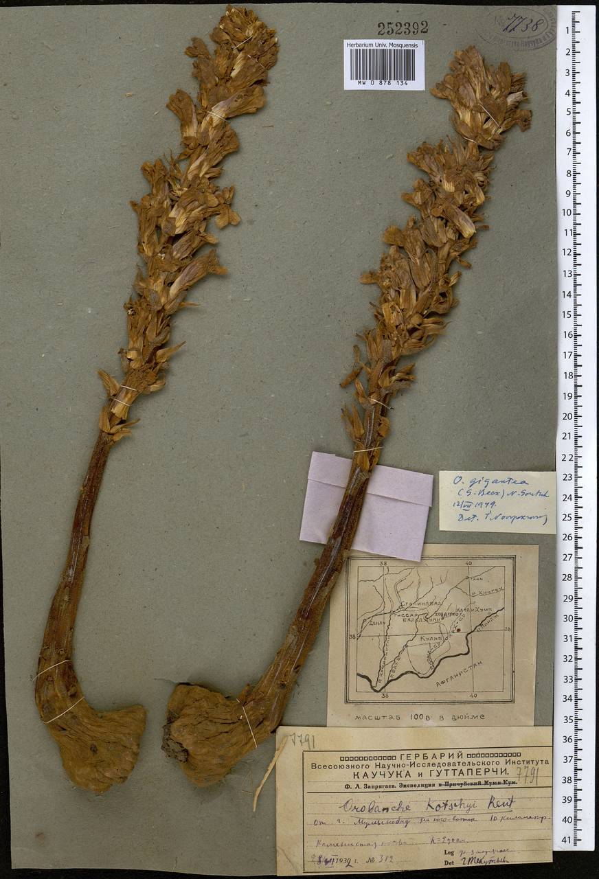 Orobanche gigantea (Beck) Gontsch., Middle Asia, Pamir & Pamiro-Alai (M2) (Tajikistan)
