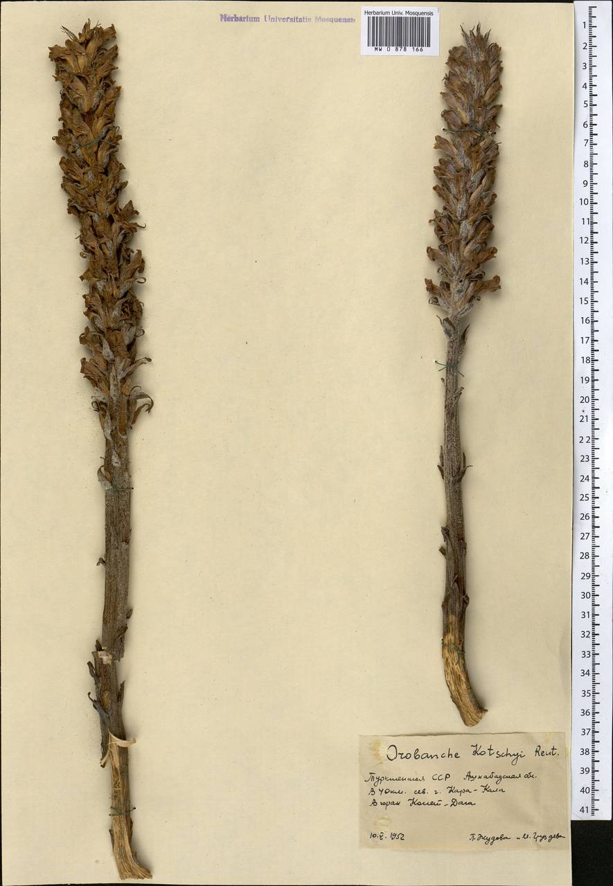 Orobanche kotschyi Reut., Middle Asia, Kopet Dag, Badkhyz, Small & Great Balkhan (M1) (Turkmenistan)