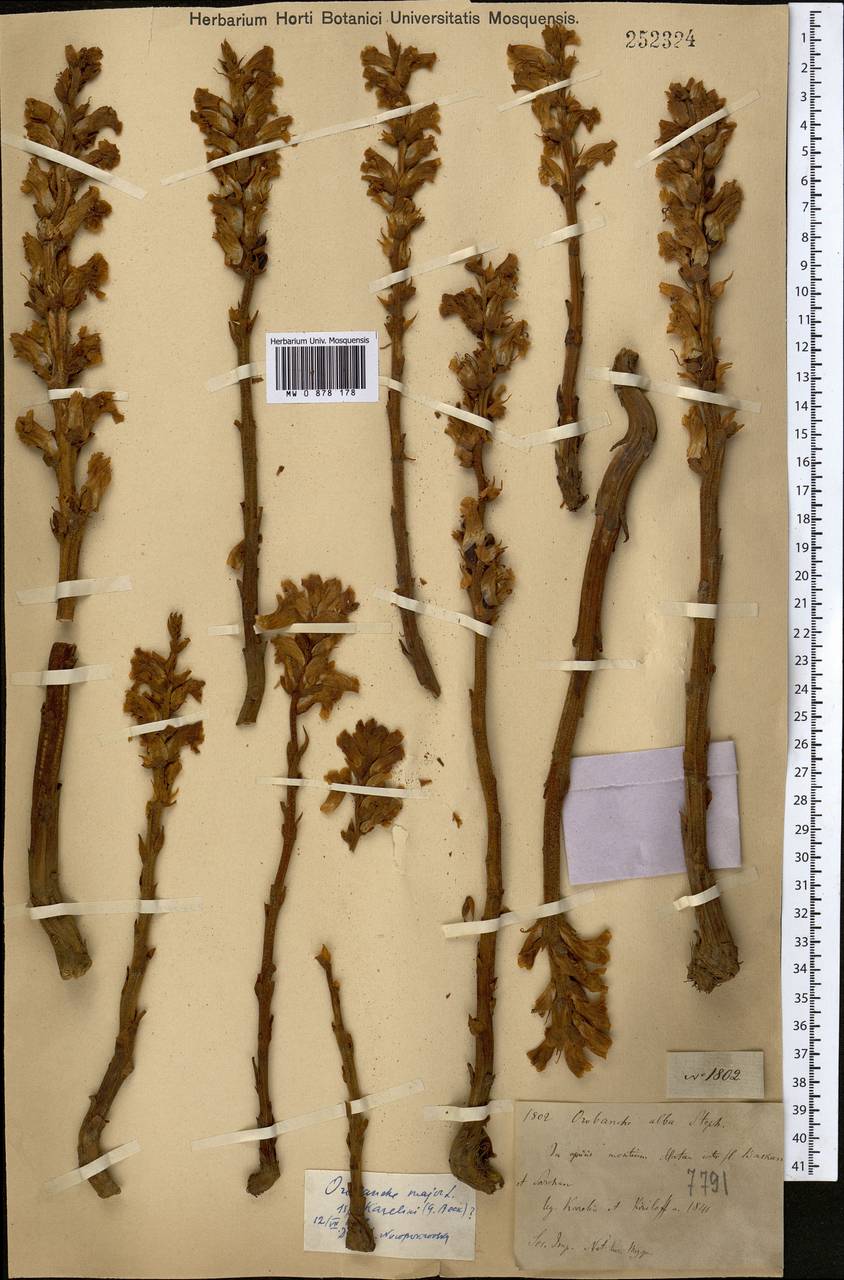 Orobanche elatior Sutton, Middle Asia, Dzungarian Alatau & Tarbagatai (M5) (Kazakhstan)