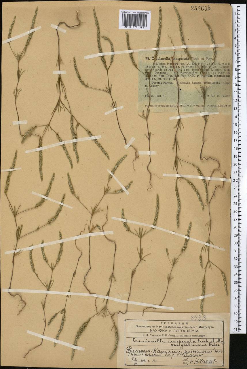 Crucianella exasperata Fisch. & C.A.Mey., Middle Asia, Western Tian Shan & Karatau (M3) (Kazakhstan)