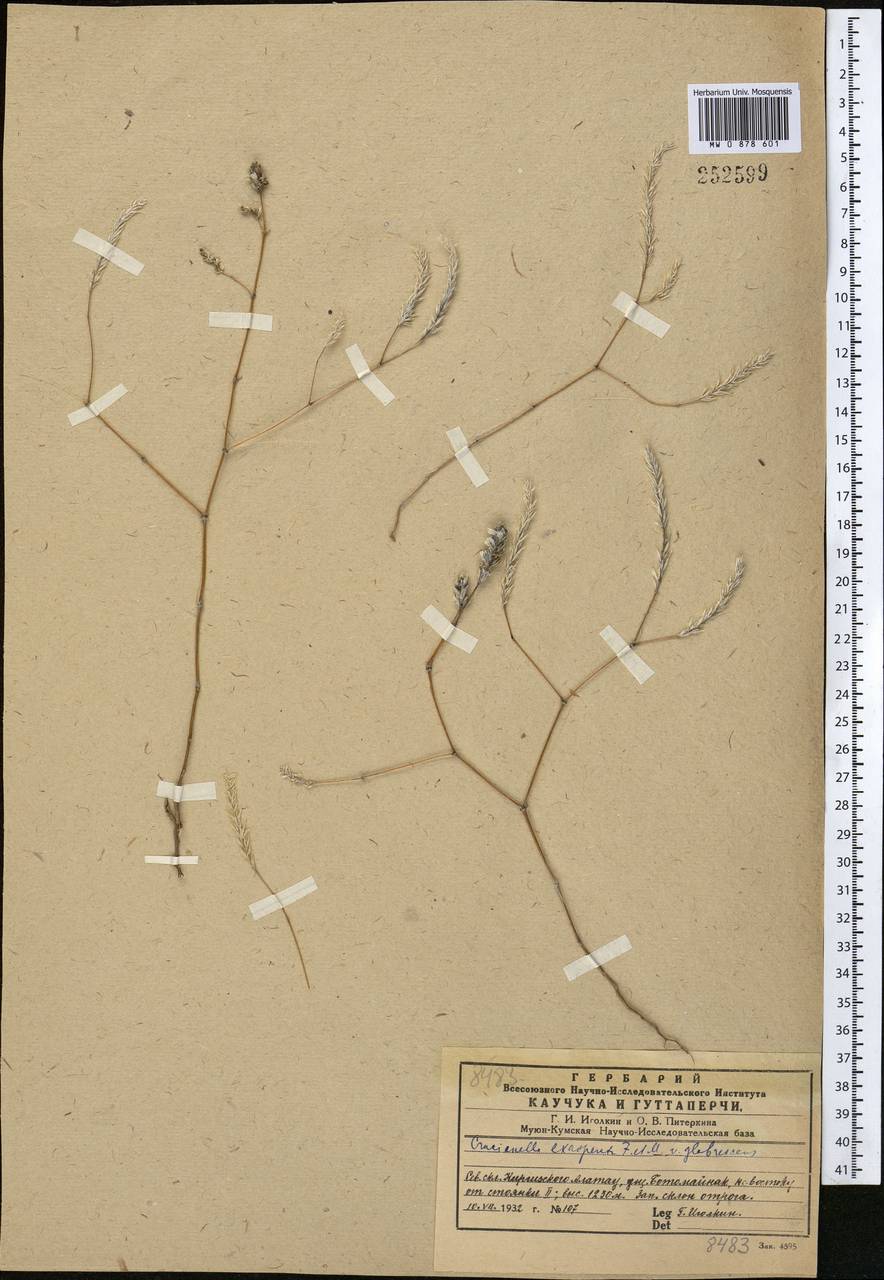 Crucianella exasperata Fisch. & C.A.Mey., Middle Asia, Western Tian Shan & Karatau (M3) (Kazakhstan)