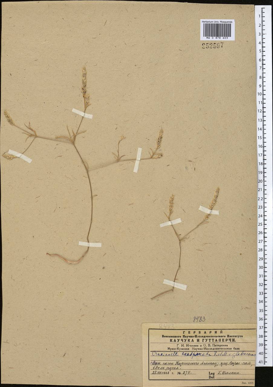 Crucianella exasperata Fisch. & C.A.Mey., Middle Asia, Northern & Central Tian Shan (M4)