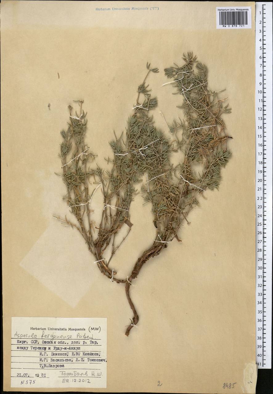 Asperula glomerata subsp. pamirica (Pobed.) Ehrend. & Schönb.-Tem., Middle Asia, Pamir & Pamiro-Alai (M2) (Kyrgyzstan)