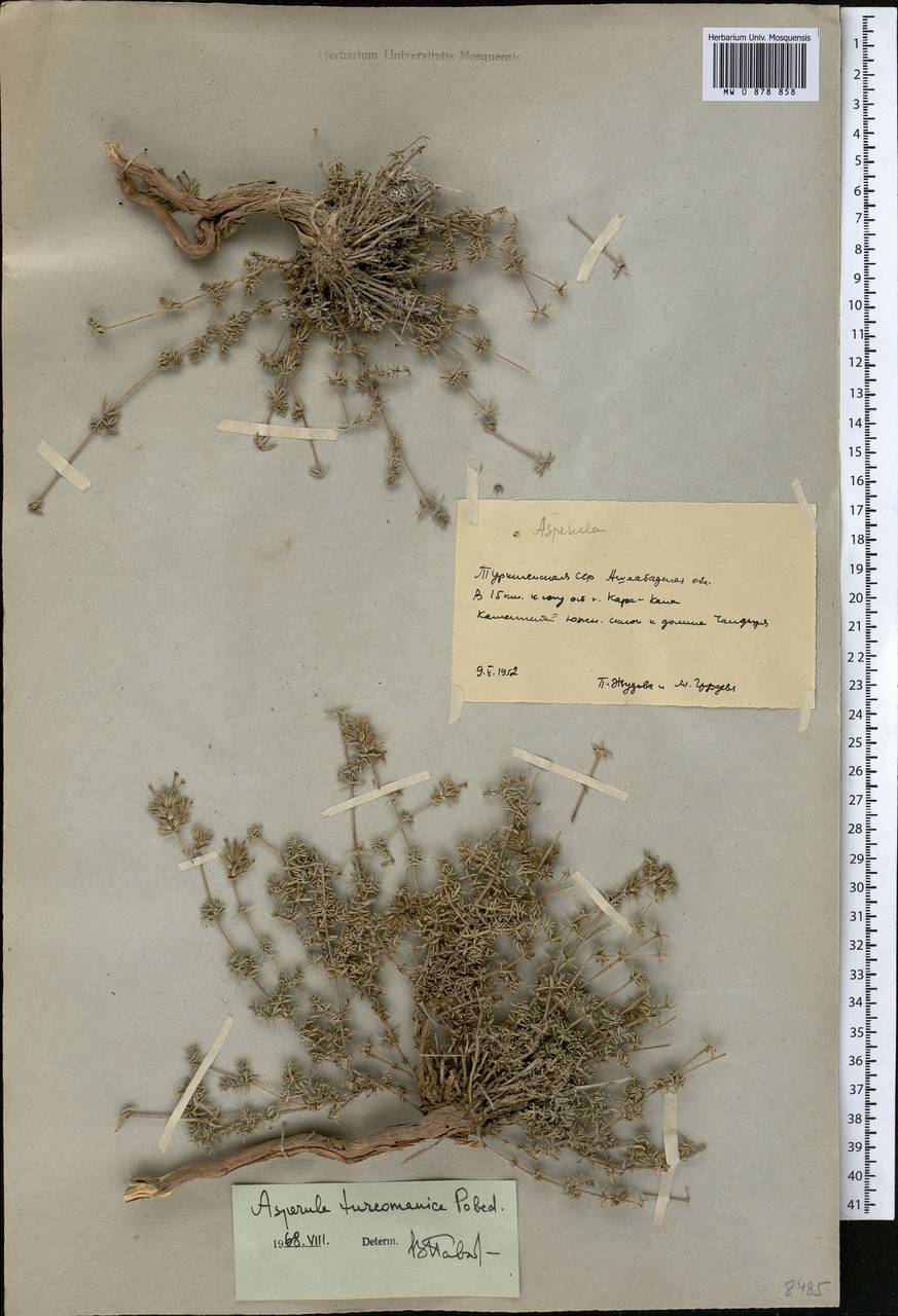 Asperula glomerata subsp. turcomanica (Pobed.) Ehrend. & Schönb.-Tem., Middle Asia, Kopet Dag, Badkhyz, Small & Great Balkhan (M1) (Turkmenistan)
