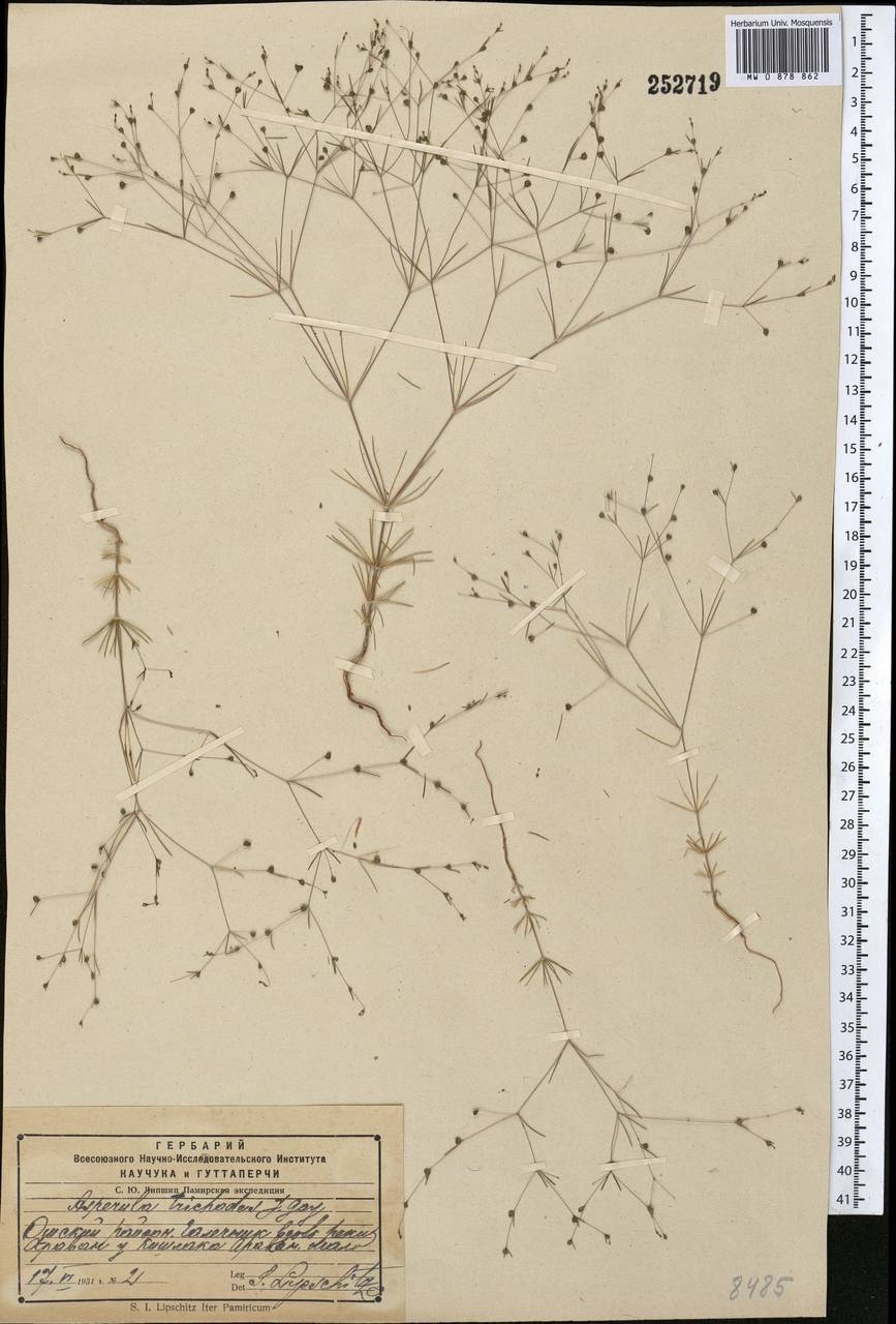 Leptunis trichodes (J. Gay ex DC.) Schischk., Middle Asia, Pamir & Pamiro-Alai (M2) (Kyrgyzstan)