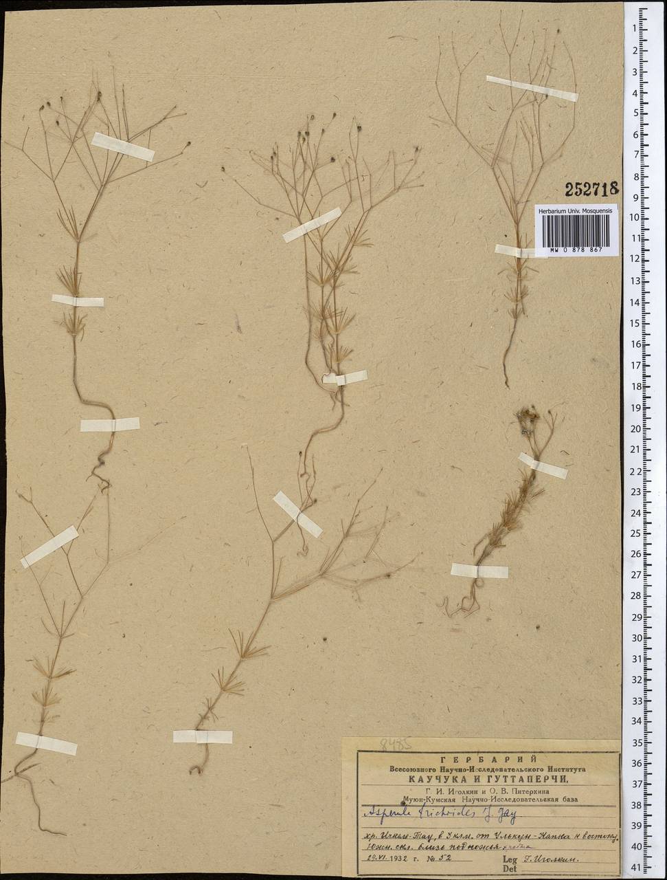 Leptunis trichodes (J. Gay ex DC.) Schischk., Middle Asia, Western Tian Shan & Karatau (M3) (Kyrgyzstan)