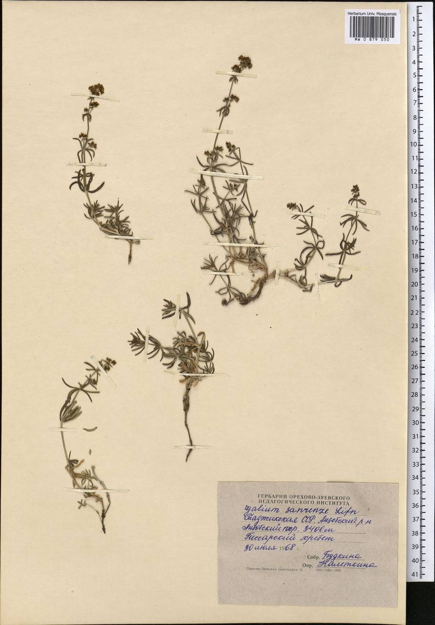 Galium saurense Litv., Middle Asia, Pamir & Pamiro-Alai (M2) (Tajikistan)