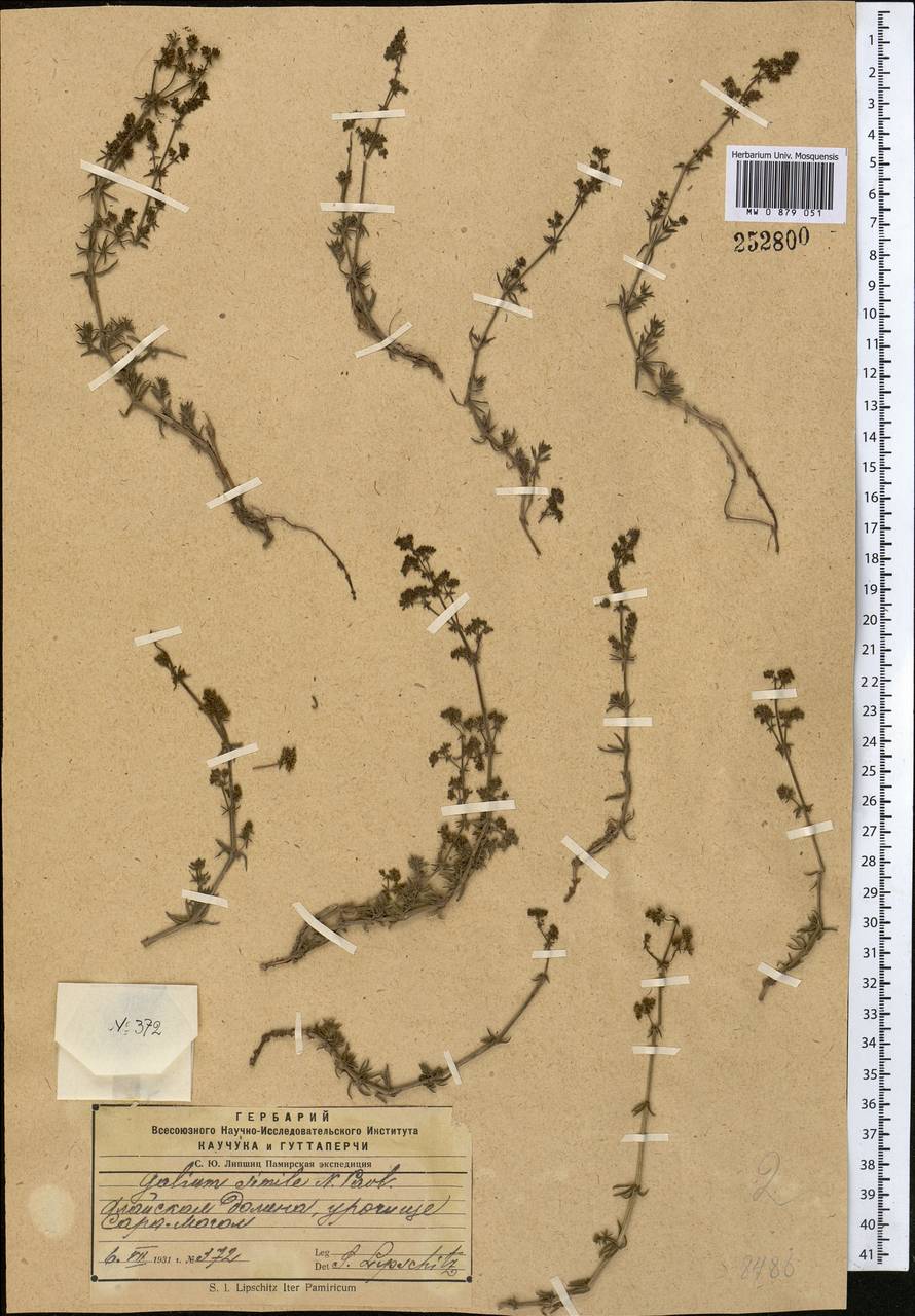 Galium saurense Litv., Middle Asia, Pamir & Pamiro-Alai (M2) (Kyrgyzstan)