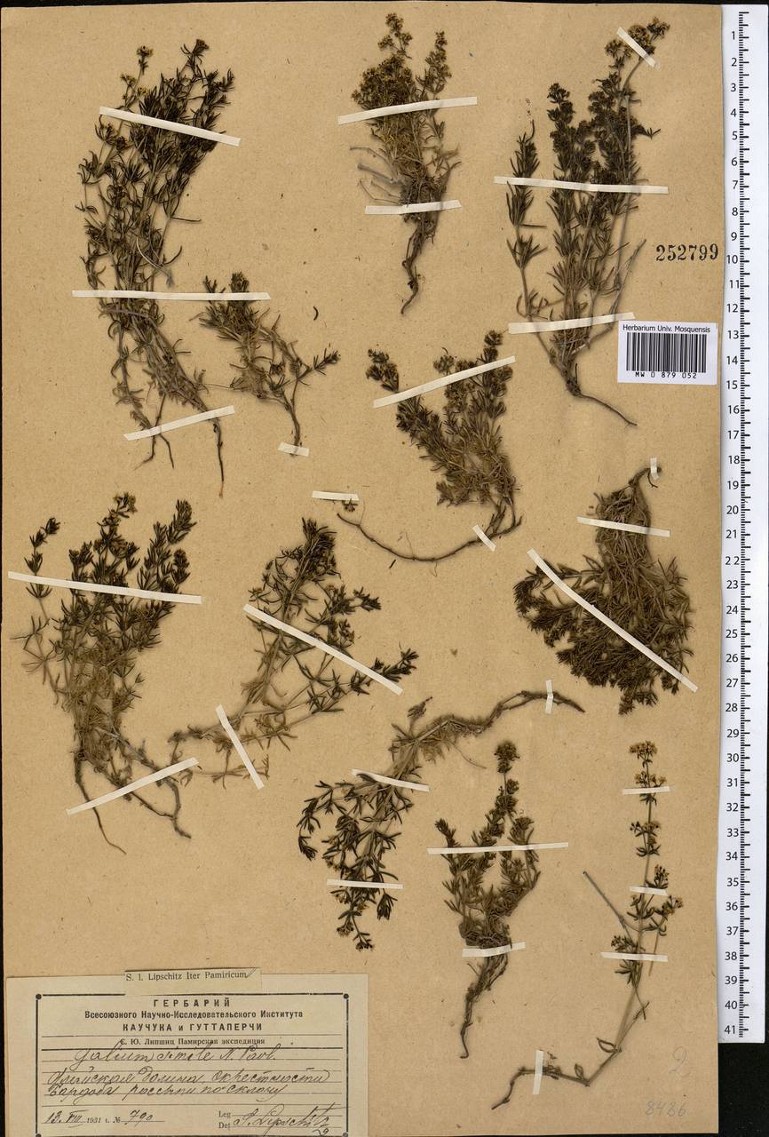 Galium saurense Litv., Middle Asia, Pamir & Pamiro-Alai (M2) (Kyrgyzstan)
