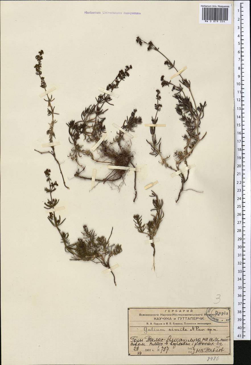 Galium saurense Litv., Middle Asia, Western Tian Shan & Karatau (M3) (Kazakhstan)