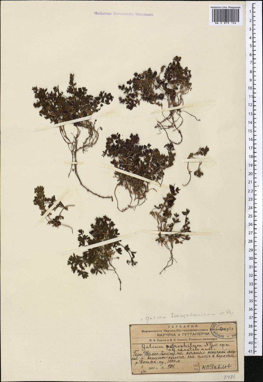 Galium tianschanicum Popov, Middle Asia, Western Tian Shan & Karatau (M3) (Kazakhstan)