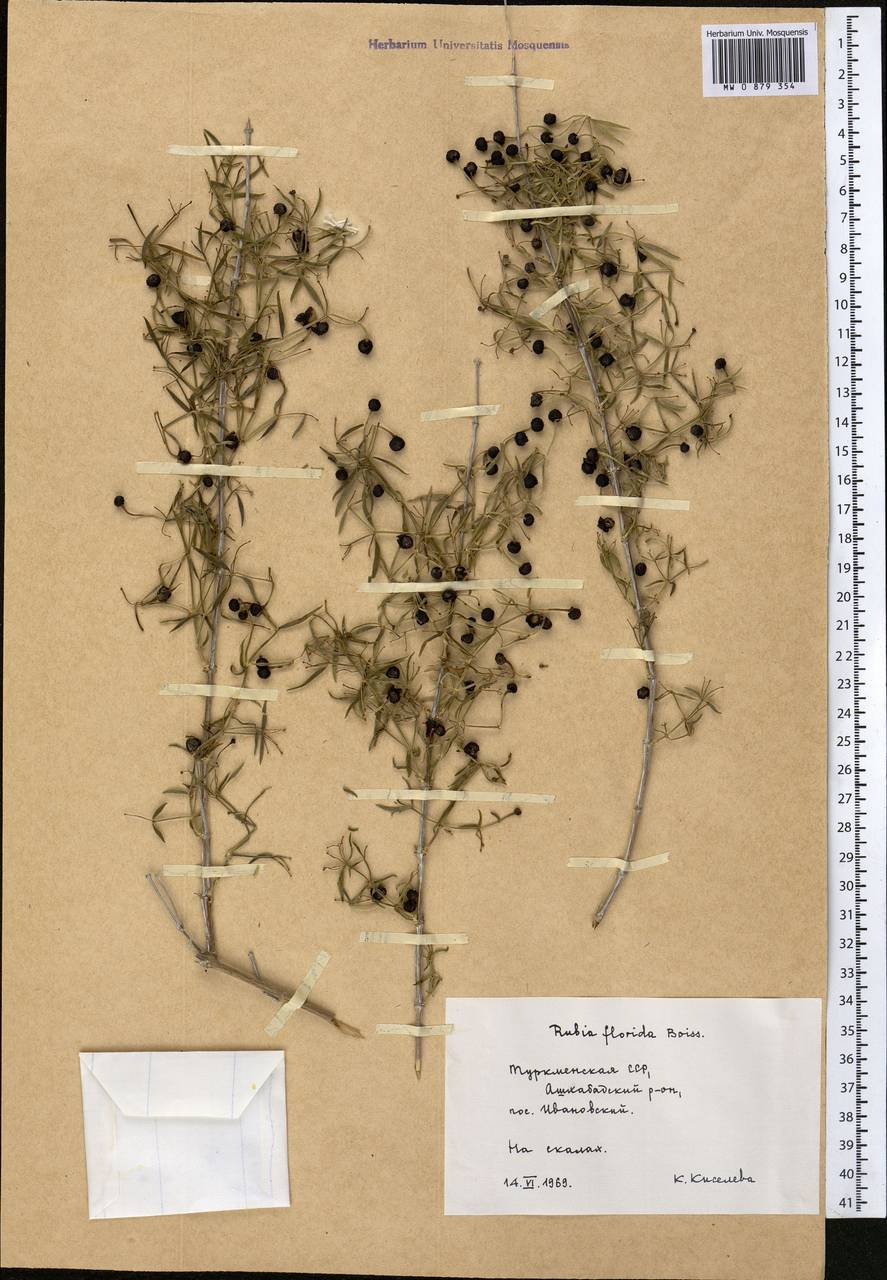 Rubia florida Boiss. ex Hohen., Middle Asia, Kopet Dag, Badkhyz, Small & Great Balkhan (M1) (Turkmenistan)