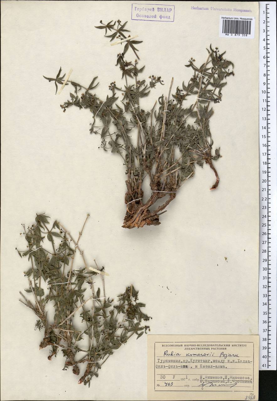 Rubia komarovii Pojark., Middle Asia, Pamir & Pamiro-Alai (M2) (Turkmenistan)