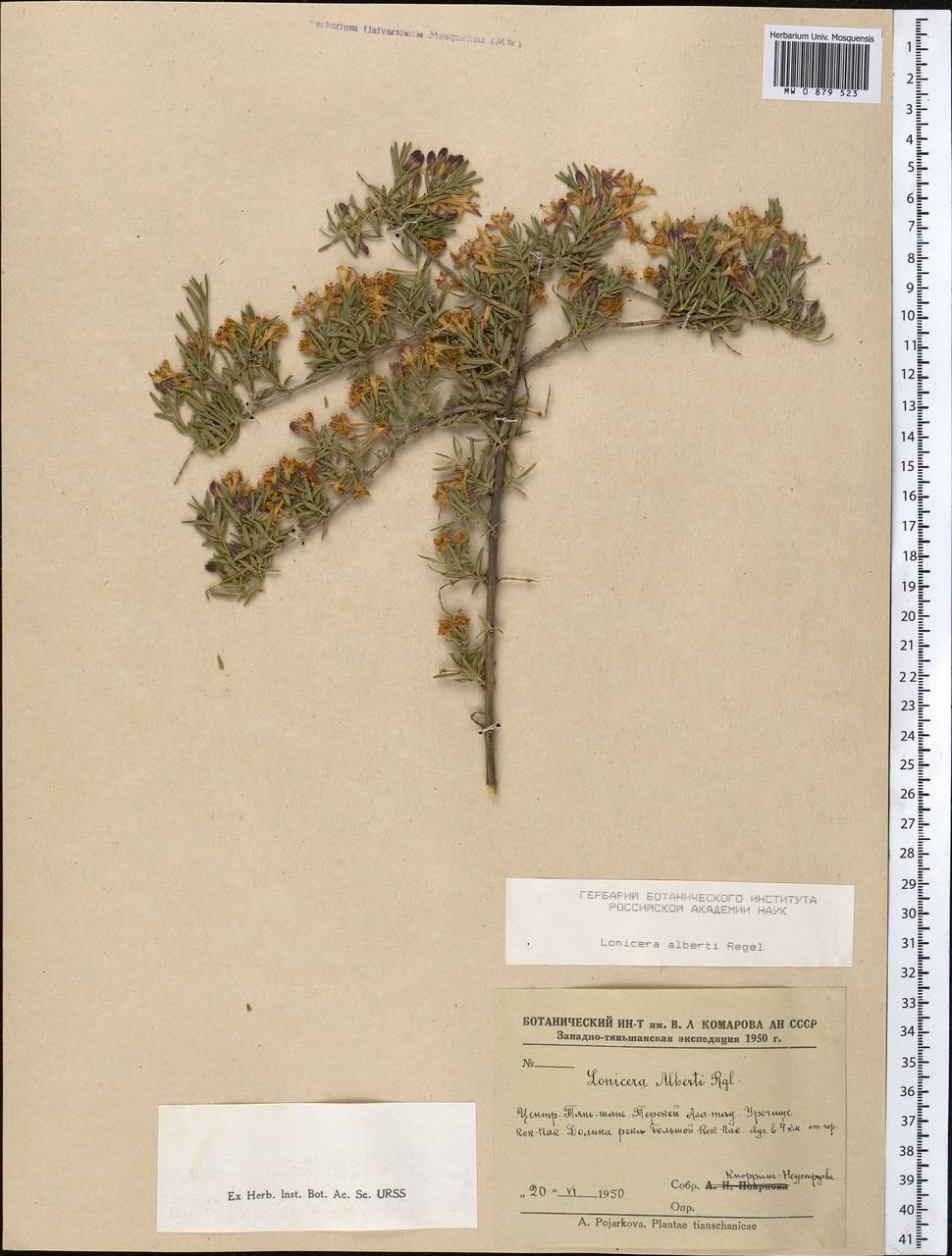 Lonicera alberti Regel, Middle Asia, Northern & Central Tian Shan (M4) (Kyrgyzstan)