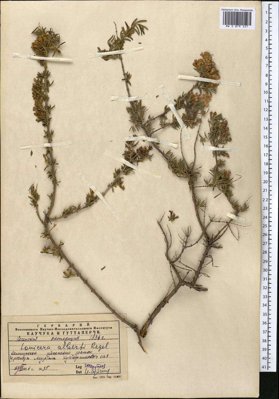 Lonicera alberti Regel, Middle Asia, Northern & Central Tian Shan (M4) (Kazakhstan)