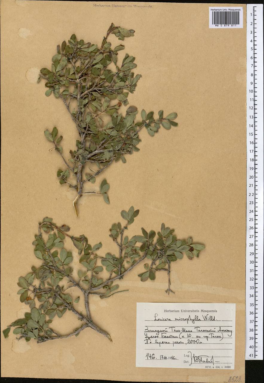 Lonicera microphylla Willd. ex Roem. & Schult., Middle Asia, Western Tian Shan & Karatau (M3) (Kyrgyzstan)