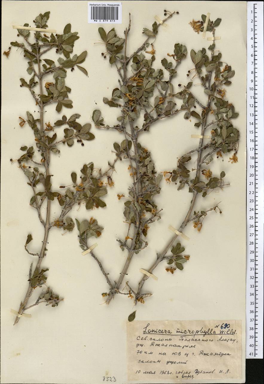 Lonicera microphylla Willd. ex Roem. & Schult., Middle Asia, Western Tian Shan & Karatau (M3) (Kyrgyzstan)