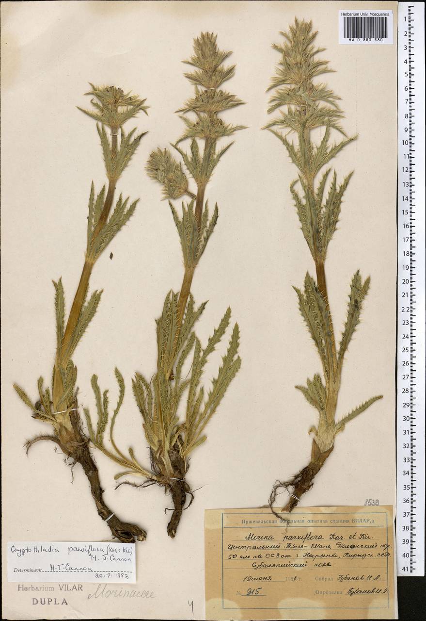Cryptothladia parviflora (Kar. & Kir.) M. J. Cannon, Middle Asia, Northern & Central Tian Shan (M4) (Kyrgyzstan)