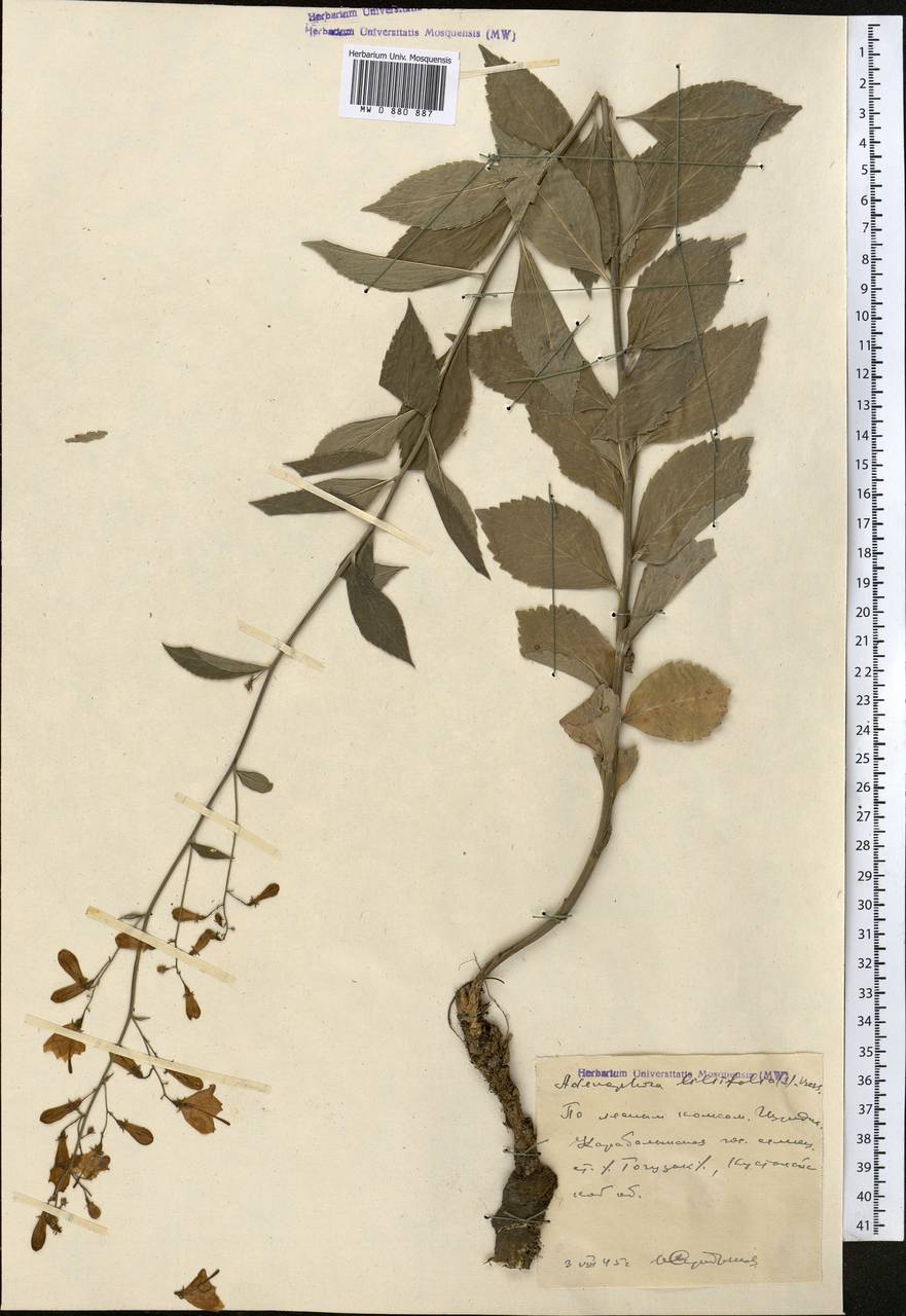 Adenophora liliifolia (L.) A.DC., Middle Asia, Northern & Central Kazakhstan (M10) (Kazakhstan)