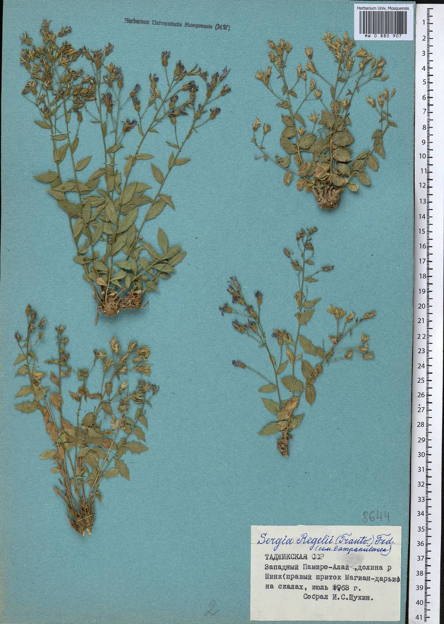 Sergia regelii (Trautv.) Fed., Middle Asia, Pamir & Pamiro-Alai (M2) (Tajikistan)