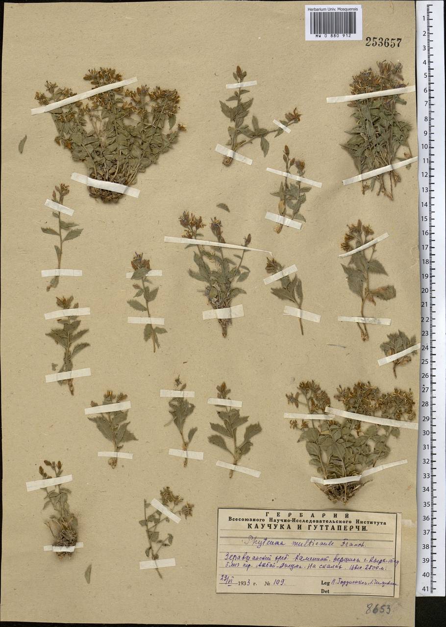 Sergia regelii (Trautv.) Fed., Middle Asia, Pamir & Pamiro-Alai (M2) (Uzbekistan)