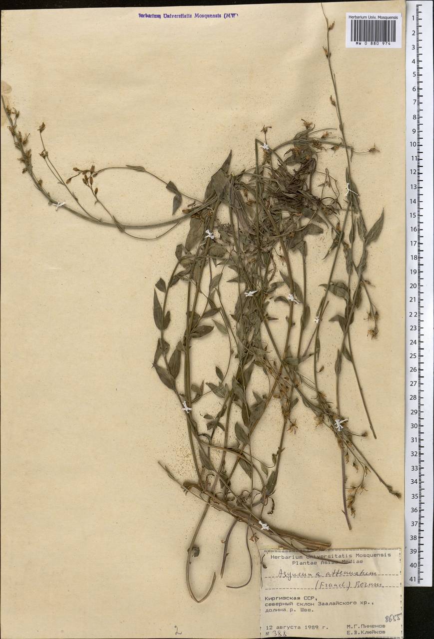 Asyneuma argutum subsp. argutum, Middle Asia, Pamir & Pamiro-Alai (M2) (Kyrgyzstan)