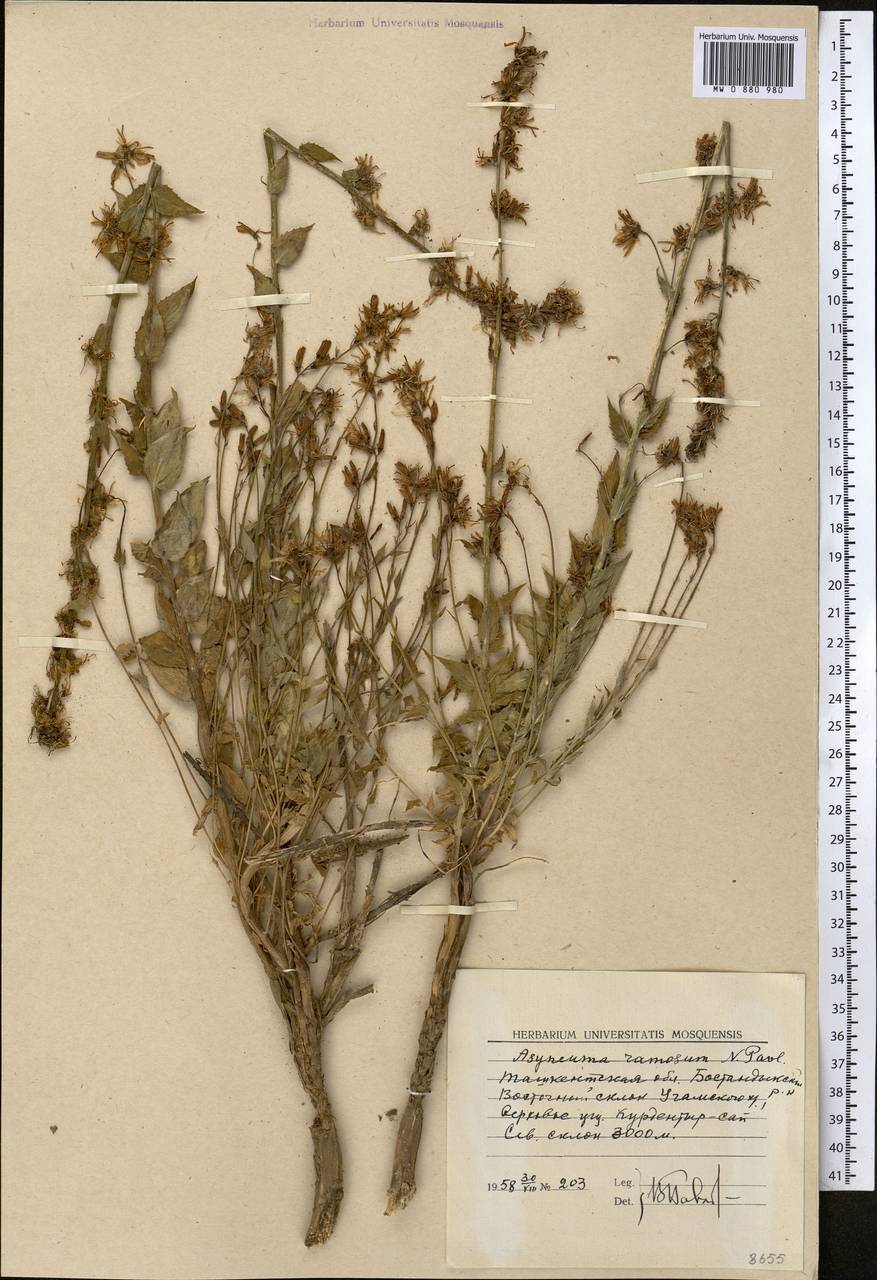 Asyneuma argutum subsp. argutum, Middle Asia, Western Tian Shan & Karatau (M3) (Uzbekistan)