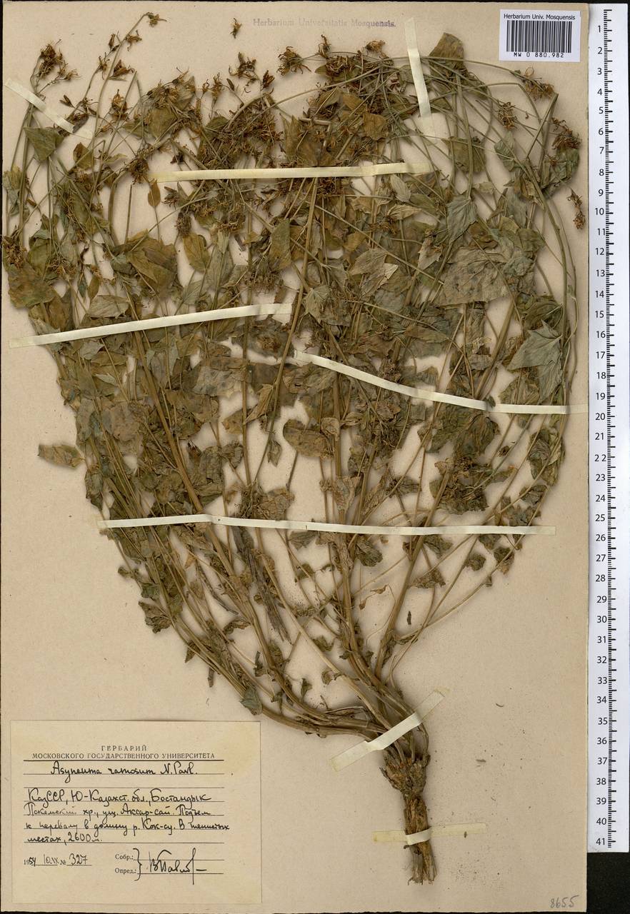 Asyneuma argutum subsp. argutum, Middle Asia, Western Tian Shan & Karatau (M3) (Uzbekistan)