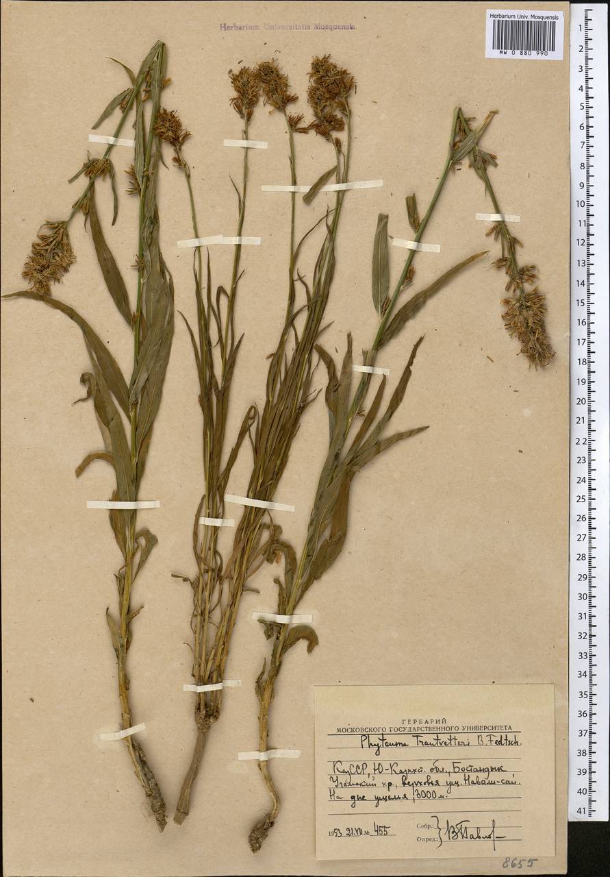 Asyneuma argutum subsp. argutum, Middle Asia, Western Tian Shan & Karatau (M3) (Uzbekistan)