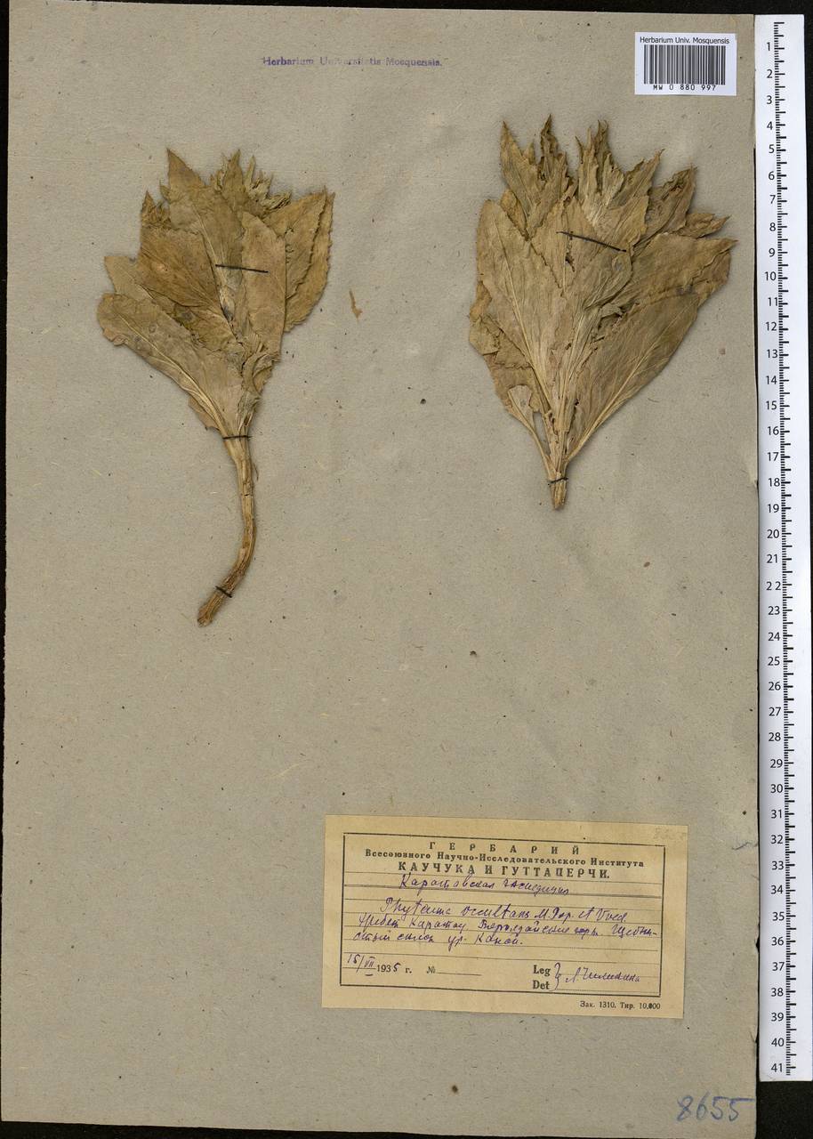 Cryptocodon monocephalus (Trautv.) Fed., Middle Asia, Western Tian Shan & Karatau (M3) (Kazakhstan)