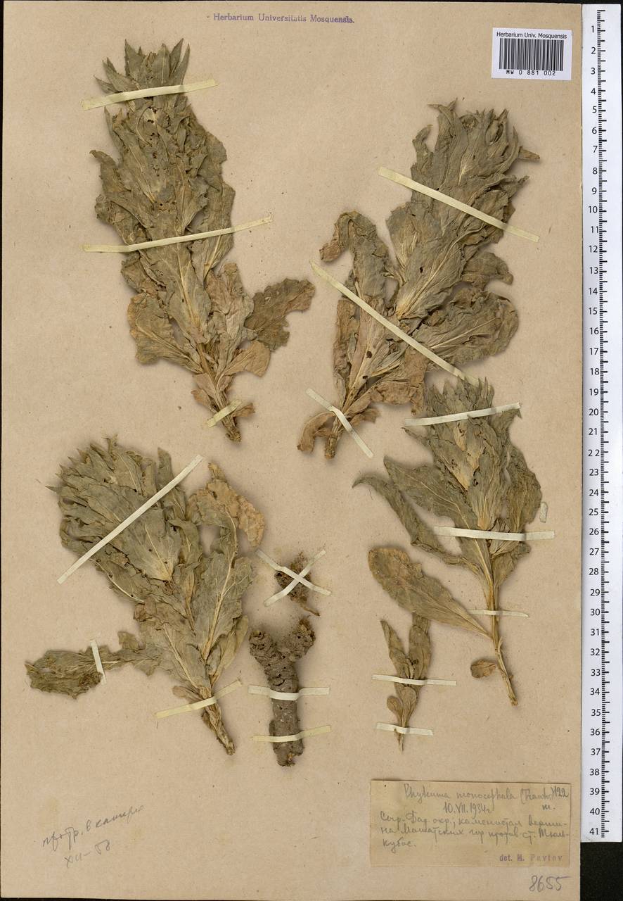 Cryptocodon monocephalus (Trautv.) Fed., Middle Asia, Western Tian Shan & Karatau (M3) (Kazakhstan)