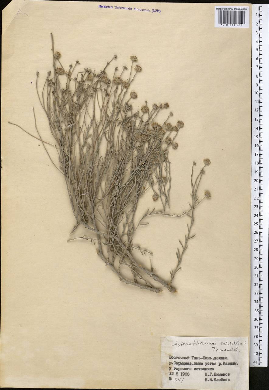 Asterothamnus schischkinii Tamamsch., Middle Asia, Northern & Central Tian Shan (M4) (Kyrgyzstan)